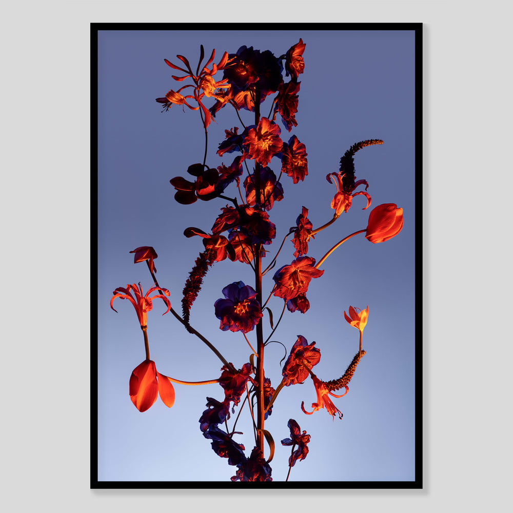 Blumen Fotografie Poster von Studio Vegete und Studio Tobias Siebrecht für Edition3000