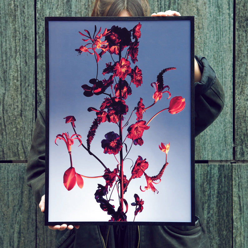 Blumen Foto Poster von Studio Vegete und Studio Tobias Siebrecht für Edition3000