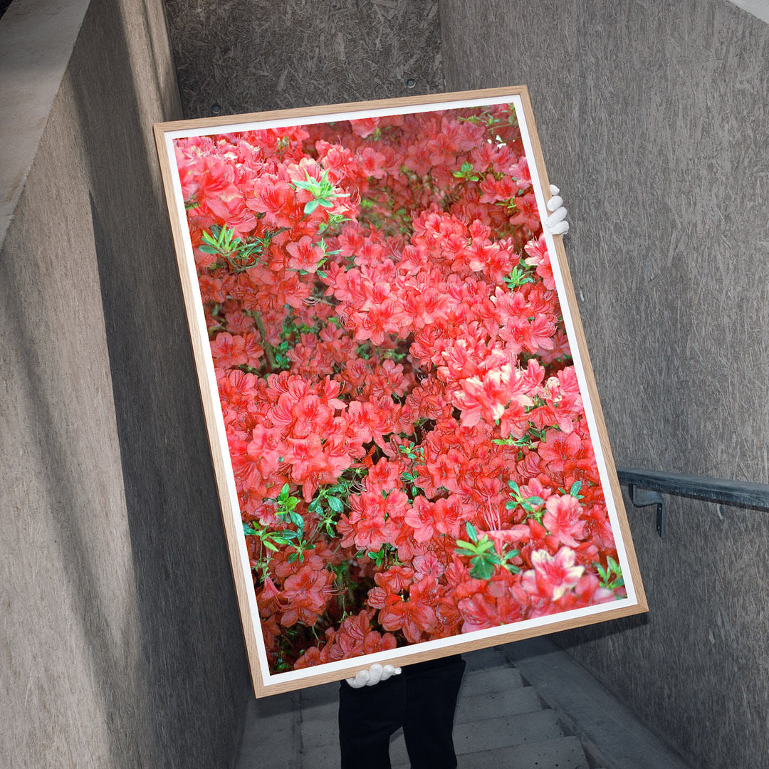 Film Photography Wall Art Poster of red flowers by Edition3000