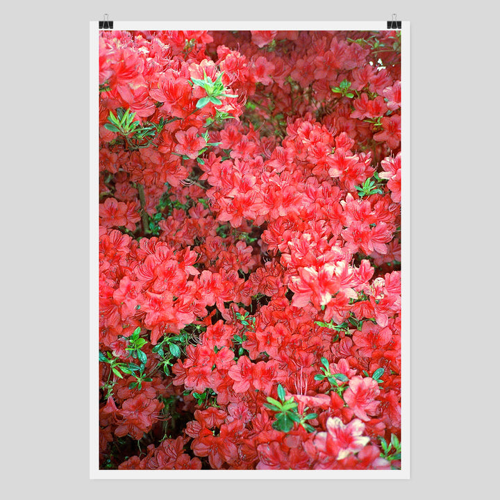 Analog 35mm Photography Poster Print of red flowers by Edition3000