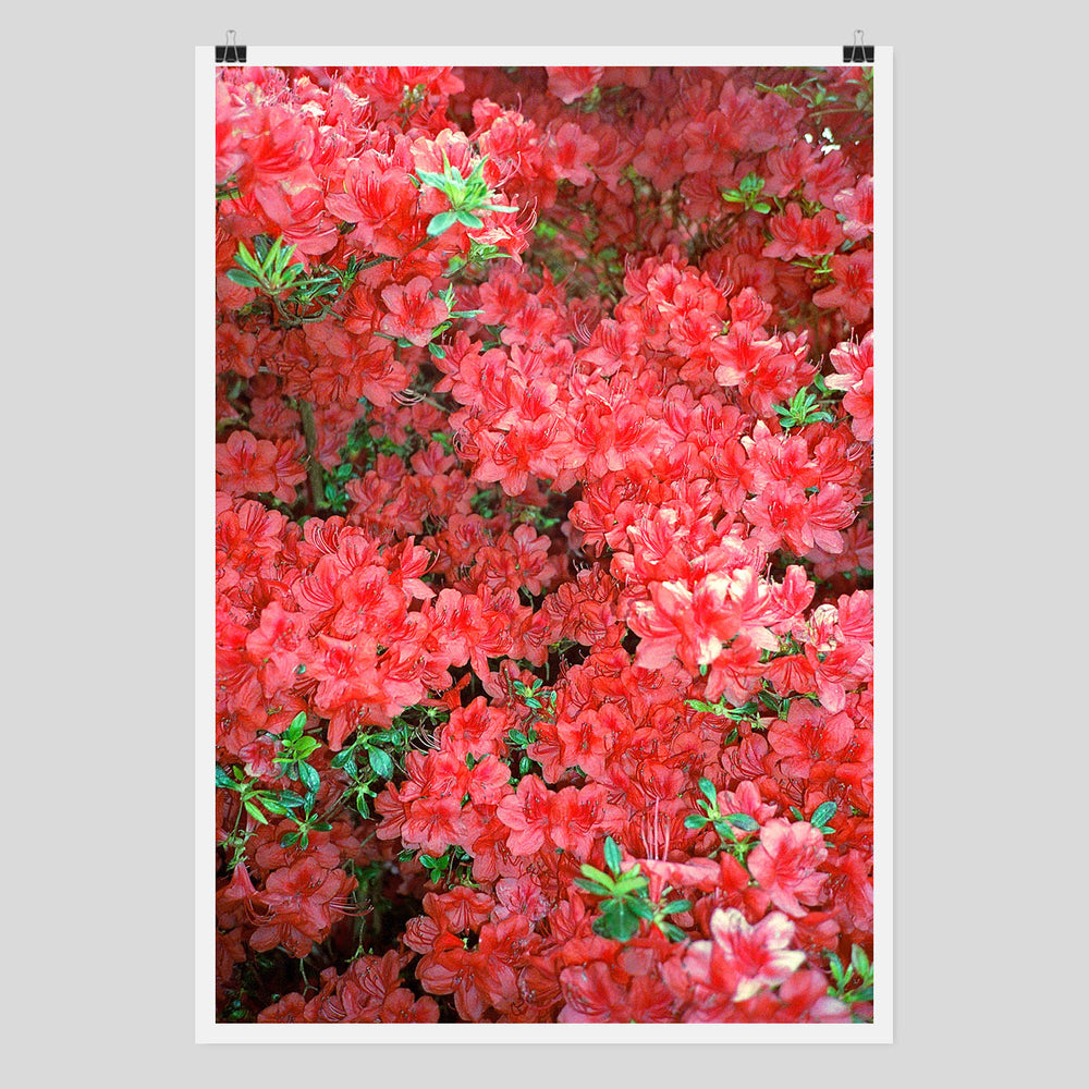 Analog 35mm Photography Poster Print of red flowers by Edition3000