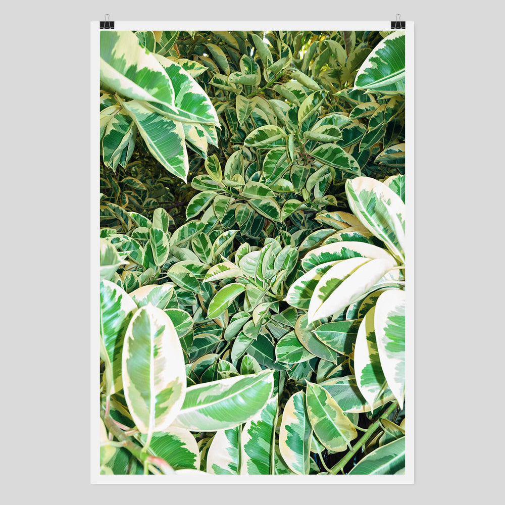 Limited edition Photo Art Poster of a tropical plant by Edition3000 and Claude Gasser