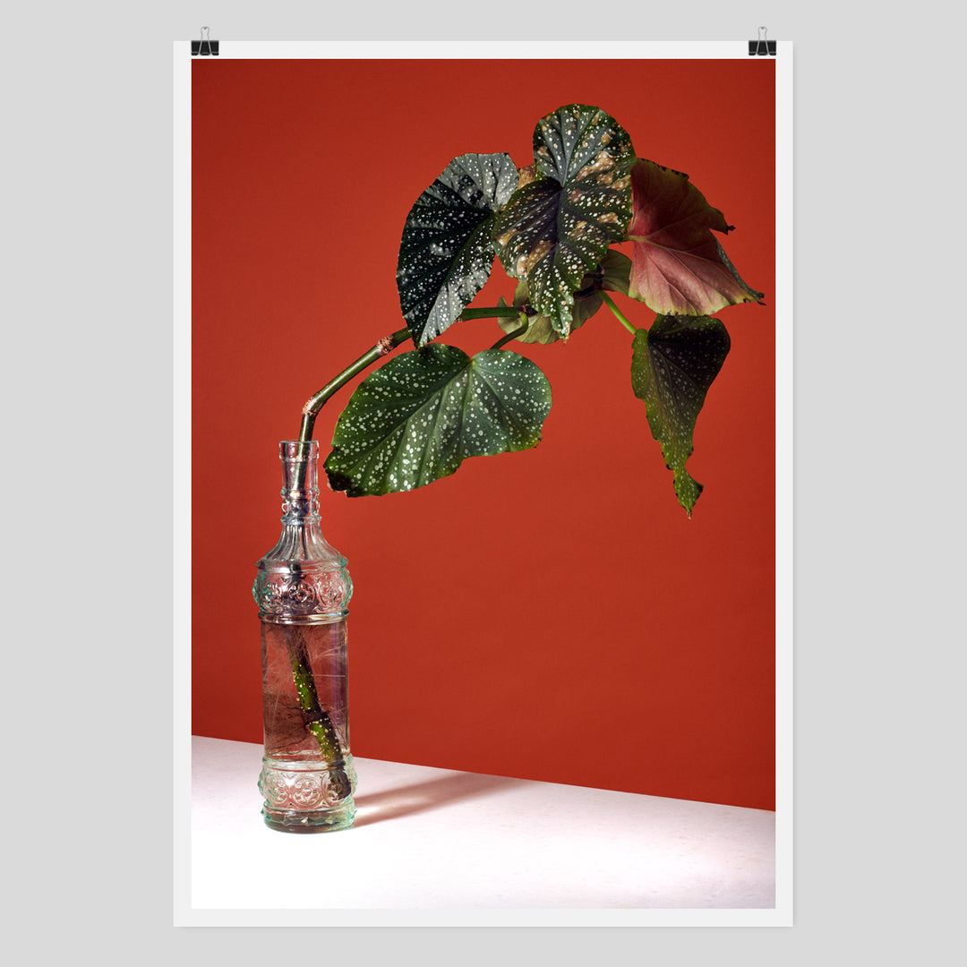 plant in bottle poster by Claude Gasser for edition 3000