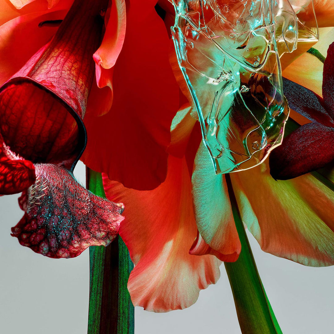 Blumen Fotografie Poster Closeup von Studio Vegete und Studio Tobias Siebrecht für Edition3000