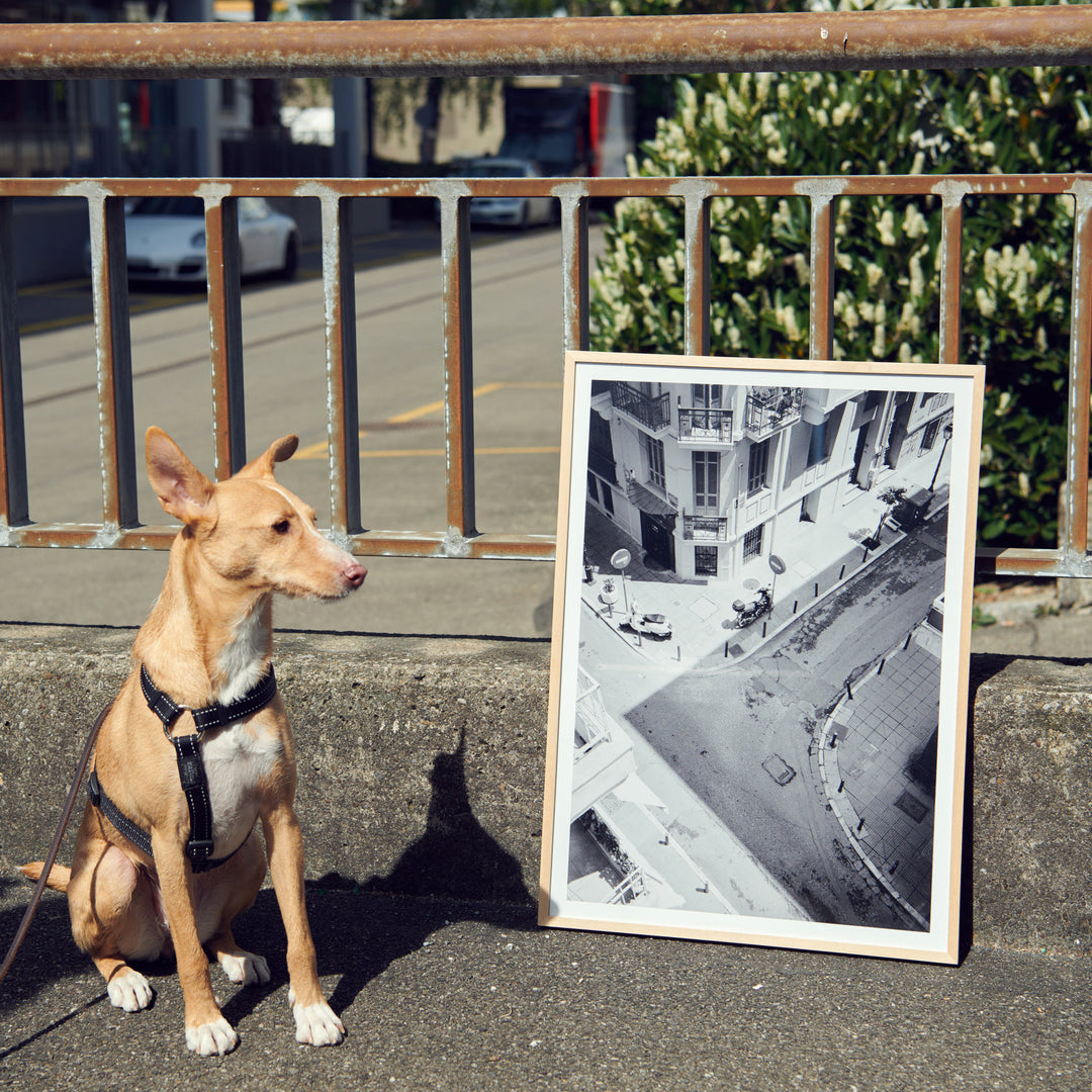 Sweet dog with the poster by Claude Gasser for edition 3000